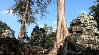 巨木に飲み込まれた寺院