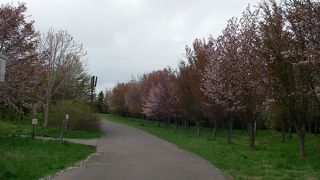 桜の時期がオススメ