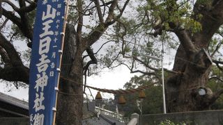 歴史を知るクスノキ