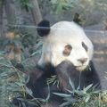 東京都恩賜上野動物園でパンダをみる！