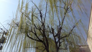 柳の緑と水が綺麗です