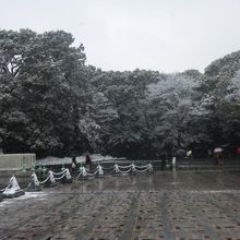 週末の雪の日にいつもと違う明治神宮が見られました。