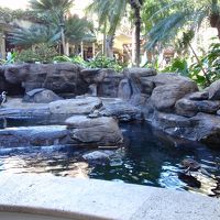 ホテルにはペンギンや鯉、カラフルで大きなインコもいます。