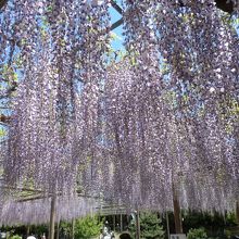 薄紫で房の長い藤
