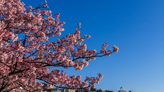 ヤシ並木が続く砂浜と早咲きの熱海桜