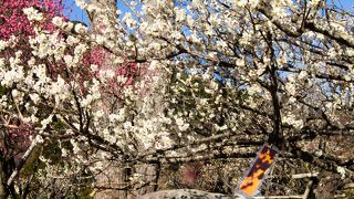 梅香り、桜舞う。今年最初の春に出逢う