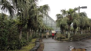 面積22haの園内では、八丈島の自然・植物や、多くの熱帯・亜熱帯の植物も鑑賞できるようになっています。 