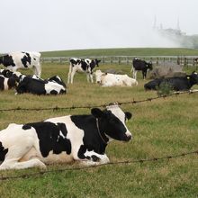 牛たちの後ろに王ケ頭ホテル