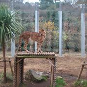 動物達が自由にのびのびしています