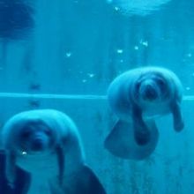 癒されます.....