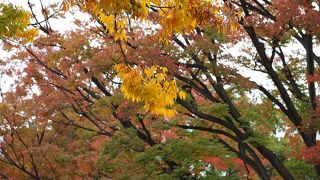 ちょっぴり紅葉が楽しめた横浜公園