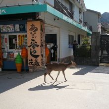 宮島到着　鹿が自然にとけ込んでいます