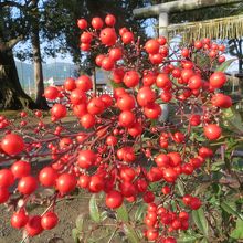 境内の赤い南天。