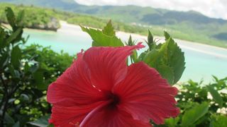 ハイビスカスが咲いていてきれいでした。