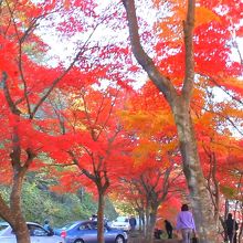 ヘアピンカーブの所にあるまとまった紅葉