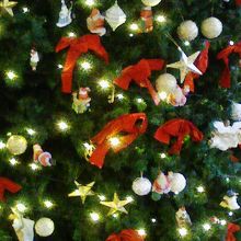 クリスマス時期でしたので、ツリーやポインセチアがきれいでした