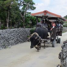 水牛で観光
