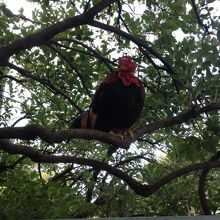 ニワトリだよね