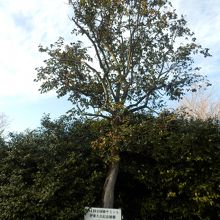 全国つばきサミット・伊東大会記念植樹