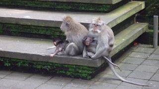 お猿さんがたくさん