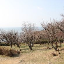 小さいけれど最高に良い香りの梅園。