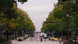 イチョウの黄葉を楽しみたい日本大通り