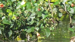 マングローブやサガリバナなどが面白かったです。