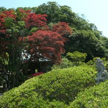 草木いっぱいの境内、観音さまも・・