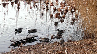広い公園、自然豊かな環境で遊具も多い。
