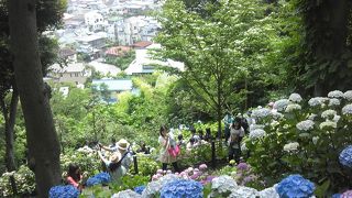 やはり紫陽花鑑賞にはお勧めな場所