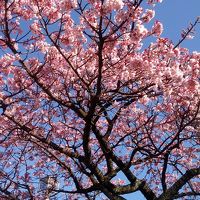 近所の公園のさくら　