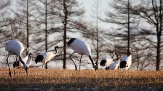朝早くか、夕方がおすすめ。