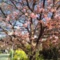 川沿いに続くピンクの桜道
