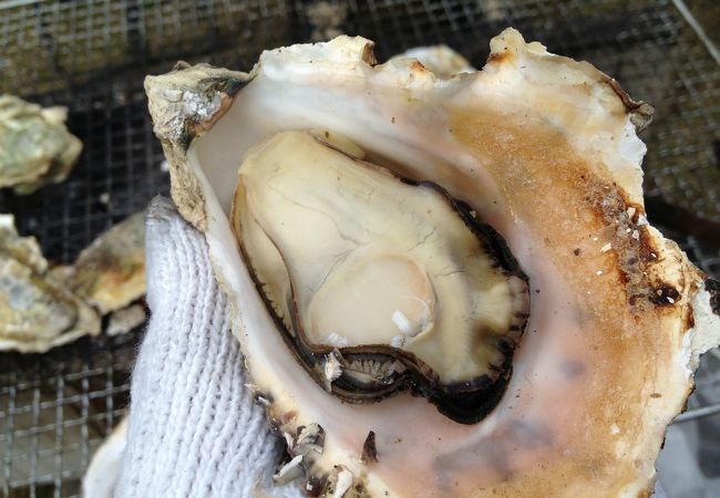 長崎県の冬の味覚といえば九十九島かき&#11088;