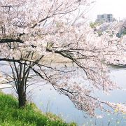 春は桜　夏はホタルの名所