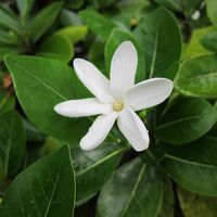 敷地内に咲く南国の花