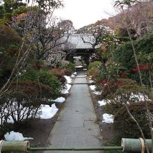 参道侵入できません！でも花木雰囲気いい！