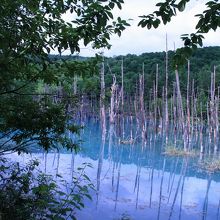 美瑛青い池