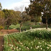 「蜻蛉池公園」に水仙を見に行きました！