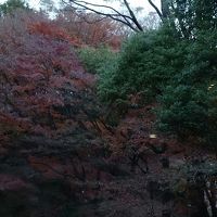 早朝のお庭です。