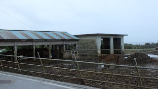 力強くてかわいい馬