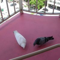 毎日決まった時間に来ました