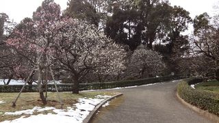 咲き始めていました