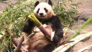 パンダと小動物のふれあい広場