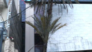 熱海のホテル前で高く伸びている巨大なヤシ