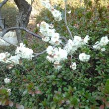 紅白がそれなり咲いています