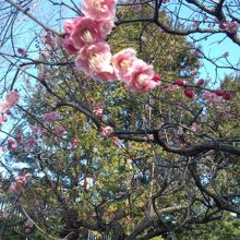 早めもつぼみもあり先週末の雪も残っています