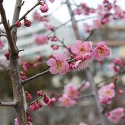 37種類170本の梅 梅は岡本、桜は吉野