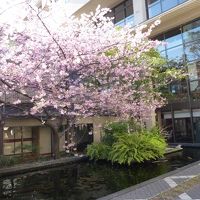 ロビー外のホテル敷地内の河津桜