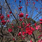 早春の東行庵に行きましたが、梅の開花にはまだ早かったです。